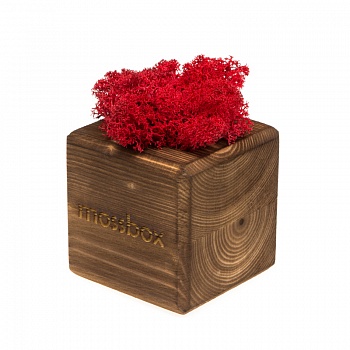 Композиция «Мох в интерьере «MossBox» fire red cube