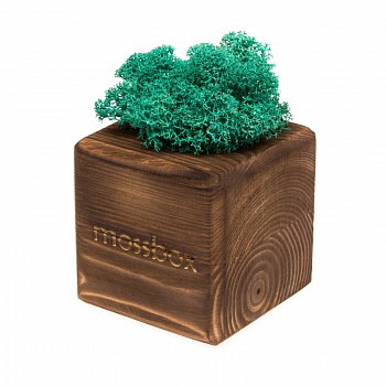 Композиция «Мох в интерьере «MossBox» fire moray cube